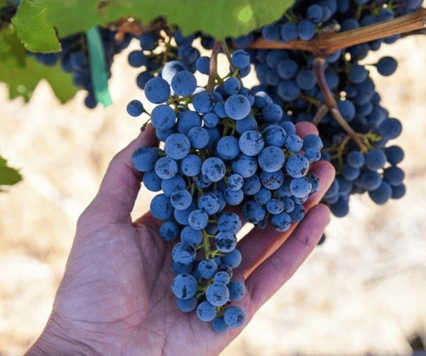 IWC October 23 Social (Facebook Post (Landscape)) (2)-1